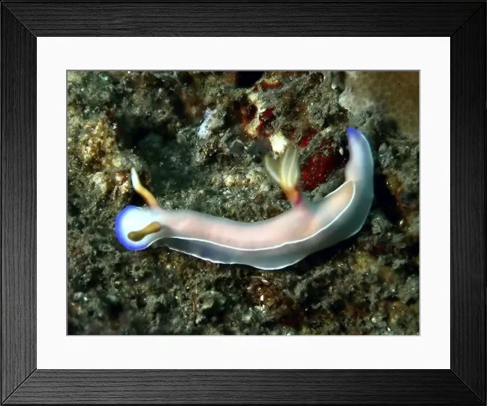 Framed Print : Pink nudibranch with blue round tips Framed Print : Pink nudibranch with blue round tips