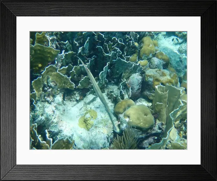 Framed Print : Black West Atlantic trumpetfish of reef with various corals, Bonaire, Caribbean Netherlands Framed Print : Black West Atlantic trumpetfish of reef with various corals, Bonaire, Caribbean Netherlands