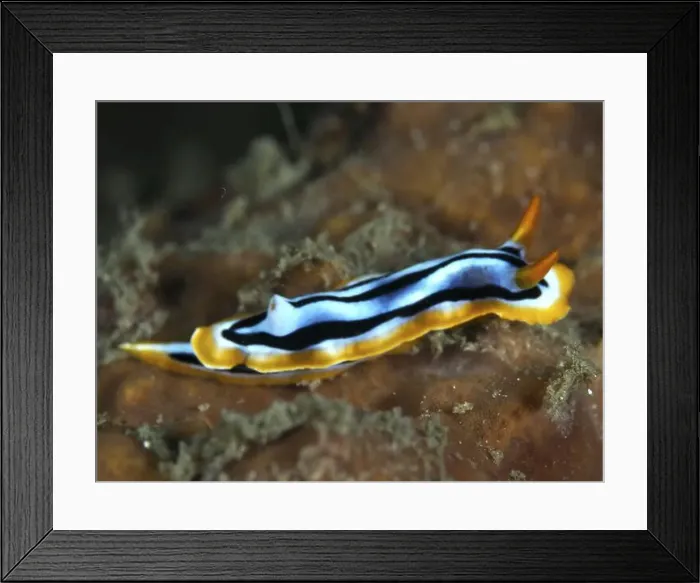Framed Print : Blue-black nudibranch with orange edge and antennae Framed Print : Blue-black nudibranch with orange edge and antennae