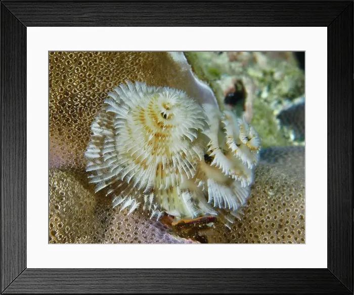 Framed Print : White, spiral-shaped worms, Indo-Pacific Christmas tree worm (Spirobranchus corniculatus) Framed Print : White, spiral-shaped worms, Indo-Pacific Christmas tree worm (Spirobranchus corniculatus)