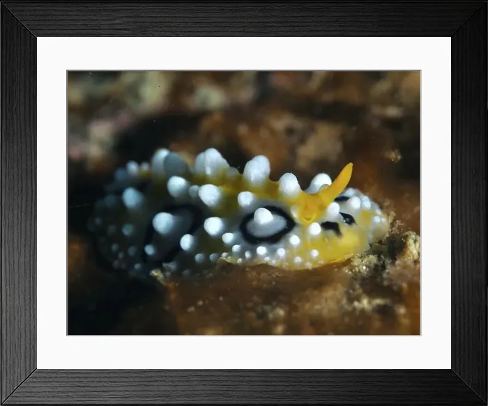 Framed Print : Vivid yellow nudibranch with white dots Framed Print : Vivid yellow nudibranch with white dots