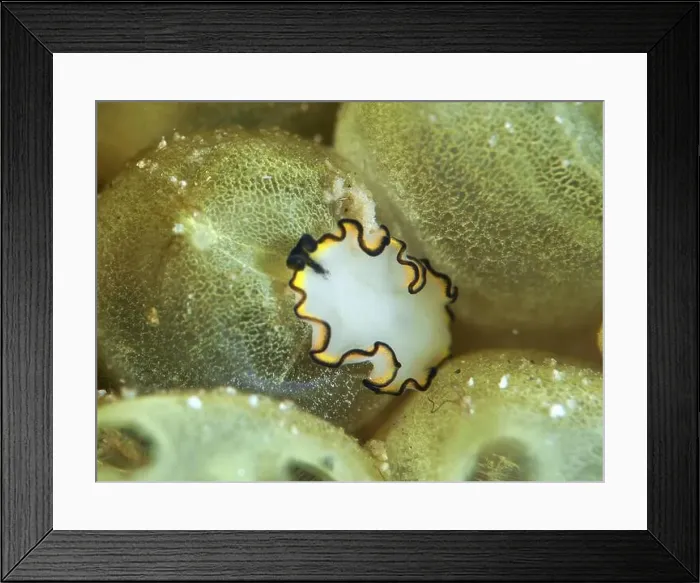 Framed Print : Decorative white flatworm, yellow-white whirlpool worm (Pseudobiceros) Framed Print : Decorative white flatworm, yellow-white whirlpool worm (Pseudobiceros)