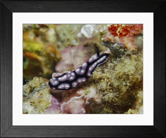 Framed Print : Black and purple nudibranch, pustule warty snail (Phyllidiella pustulosa) Framed Print : Black and purple nudibranch, pustule warty snail (Phyllidiella pustulosa)