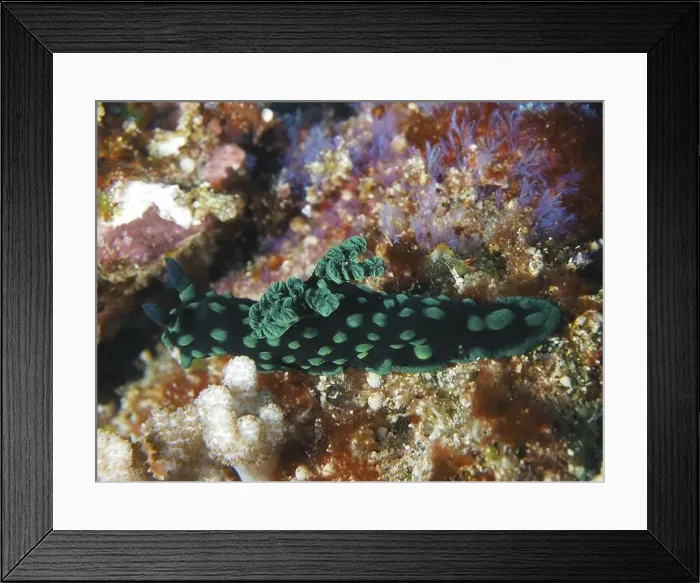 Framed Print : Green nudibranch with dots, neon star snail (Nembrotha cristata) Framed Print : Green nudibranch with dots, neon star snail (Nembrotha cristata)