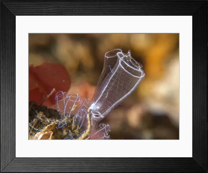 Framed Print : Clavelina lepadiformis - light-bulb sea squirt Framed Print : Clavelina lepadiformis - light-bulb sea squirt