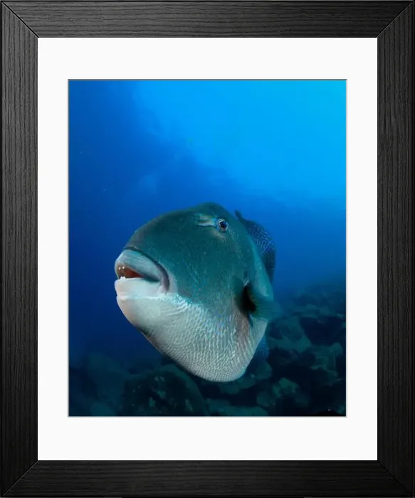 Framed Print : A triggerfish looks defiantly at us from its home on the rocky bottom of the sea Framed Print : A triggerfish looks defiantly at us from its home on the rocky bottom of the sea