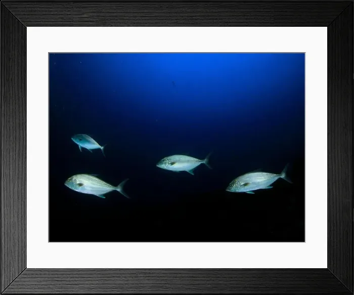 Framed Print : A group of tunas moves along the seabed Framed Print : A group of tunas moves along the seabed