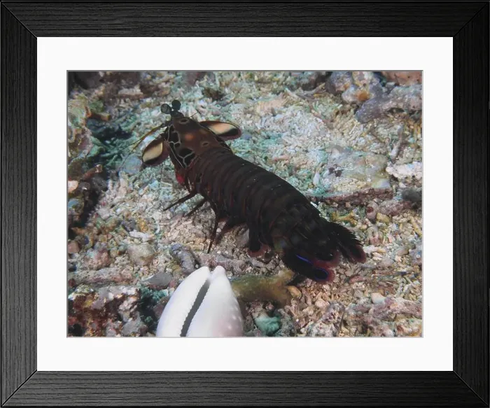 Framed Print : Clown mantis shrimp (Odontodactylus scyllarus) on a sandy seabed with corals Framed Print : Clown mantis shrimp (Odontodactylus scyllarus) on a sandy seabed with corals