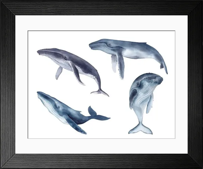 Framed Print : Set of whales. Watercolor hand drawn illustration isolated on white background Framed Print : Set of whales. Watercolor hand drawn illustration isolated on white background