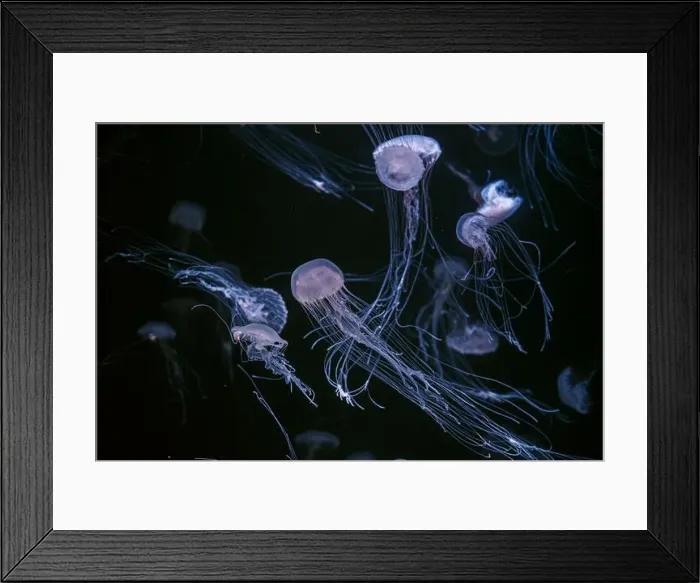 Framed Print : Group of Atlantic sea nettle, Chrysaora quinquecirrha Framed Print : Group of Atlantic sea nettle, Chrysaora quinquecirrha