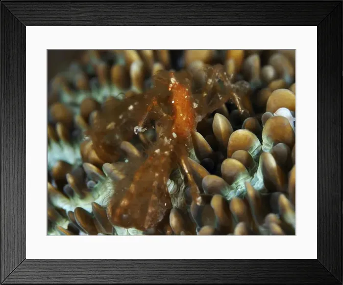 Framed Print : An orange crab, orang-utan crab (Achaeus japonicus) Framed Print : An orange crab, orang-utan crab (Achaeus japonicus)