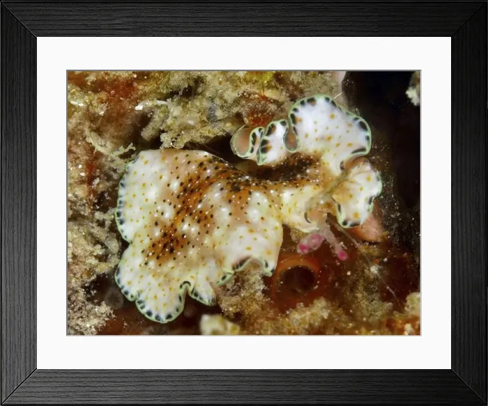 Framed Print : Filigree, orange and white spotted flatworm Framed Print : Filigree, orange and white spotted flatworm