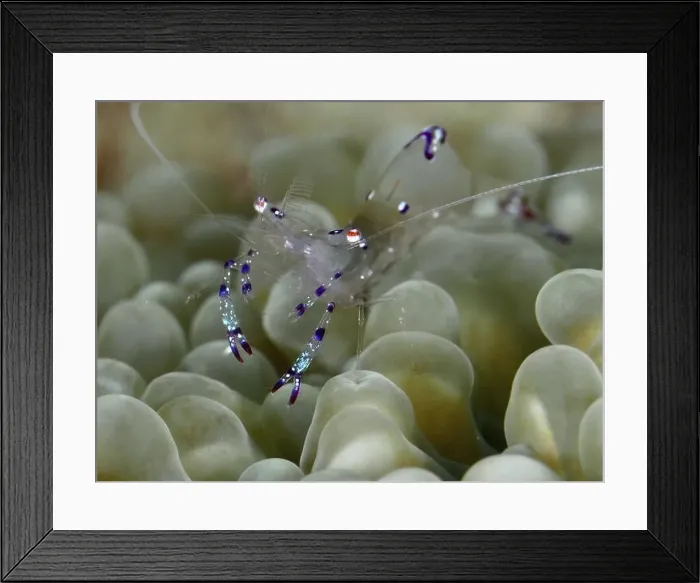 Framed Print : Saravati anemone partner shrimp (Ancylomenes sarasvati) Framed Print : Saravati anemone partner shrimp (Ancylomenes sarasvati)