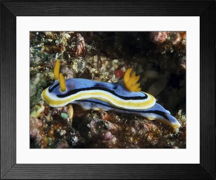 Framed Print : Blue nudibranch with yellow and orange stripes Framed Print : Blue nudibranch with yellow and orange stripes