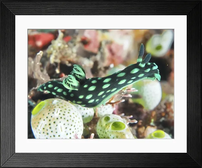 Framed Print : Green spotted sea snail, neon star snail (Nembrotha cristata) Framed Print : Green spotted sea snail, neon star snail (Nembrotha cristata)
