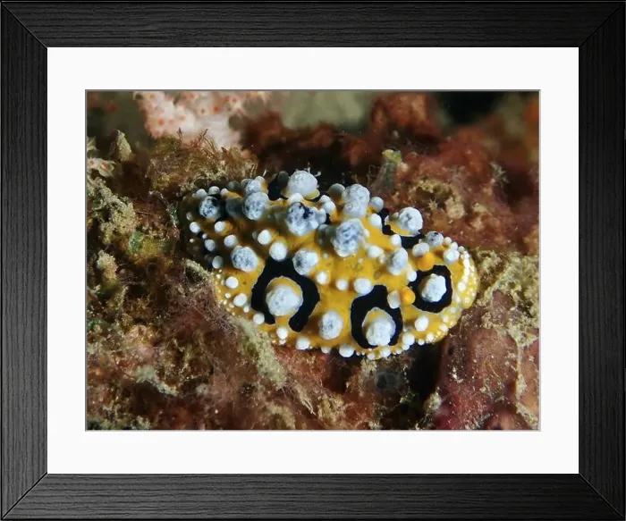 Framed Print : Colourful, yellow sea snail with black and white patterns Framed Print : Colourful, yellow sea snail with black and white patterns