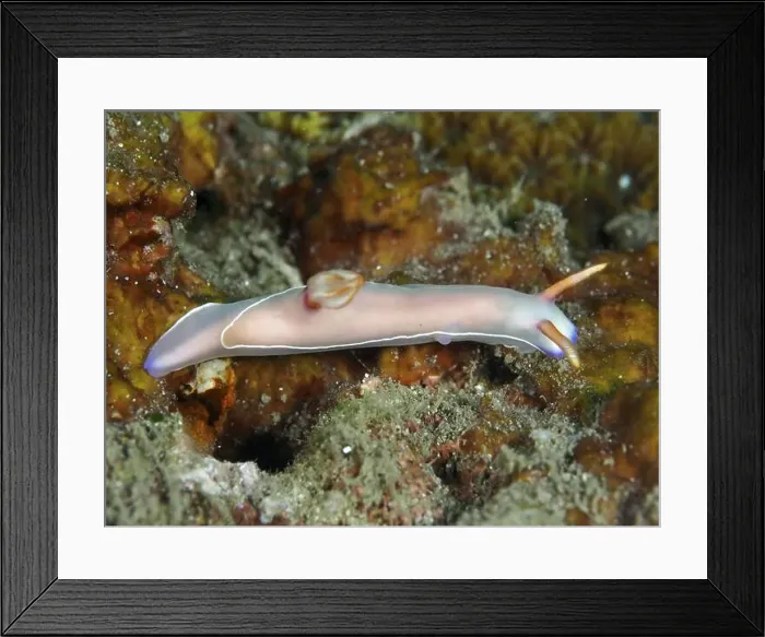 Framed Print : Elongated pink nudibranch, Bullock's starfish (Hypselodoris bullockii) Framed Print : Elongated pink nudibranch, Bullock's starfish (Hypselodoris bullockii)
