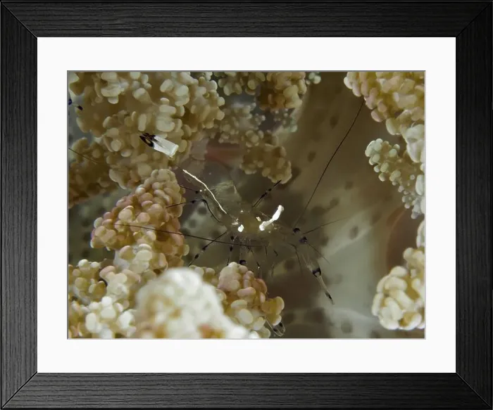 Framed Print : Transparent peacock anemone shrimp (Ancylocaris brevicarpalis) in a sea anemone Framed Print : Transparent peacock anemone shrimp (Ancylocaris brevicarpalis) in a sea anemone