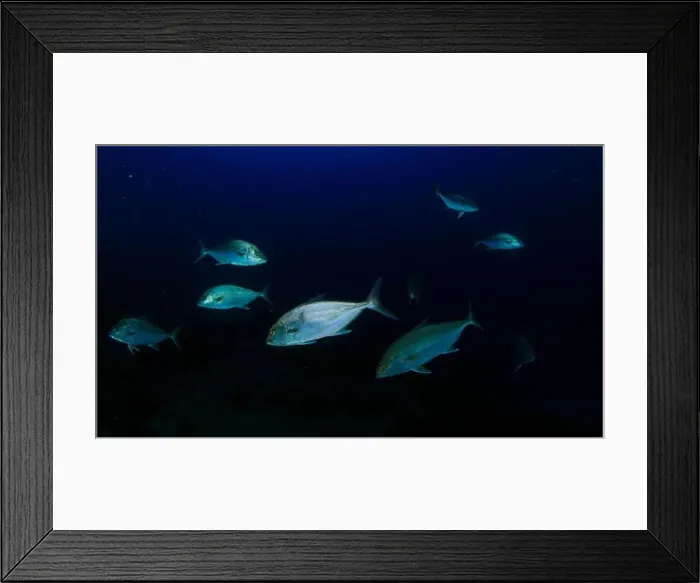 Framed Print : A group of tuna fish moves along the seabed as it begins to get dark Framed Print : A group of tuna fish moves along the seabed as it begins to get dark