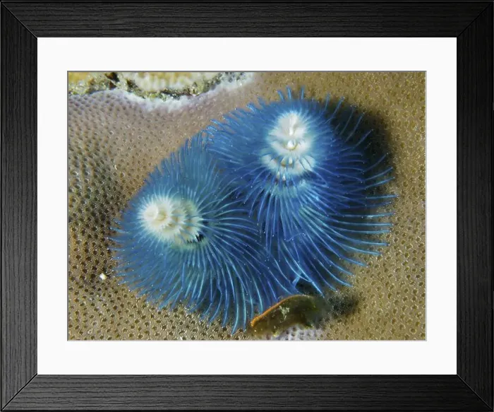 Framed Print : Two blue spiral worm forms, Indo-Pacific Christmas tree worm (Spirobranchus corniculatus) Framed Print : Two blue spiral worm forms, Indo-Pacific Christmas tree worm (Spirobranchus corniculatus)