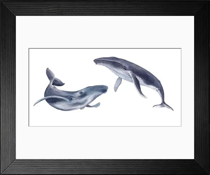 Framed Print : Watercolor whales. Hand drawn illustration, isolated on a white background Framed Print : Watercolor whales. Hand drawn illustration, isolated on a white background