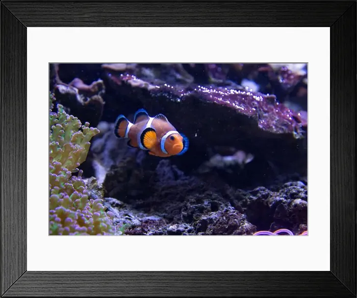 Framed Print : A clownfish (Amphiprion Ocellaris) swimming in a fish tank Framed Print : A clownfish (Amphiprion Ocellaris) swimming in a fish tank