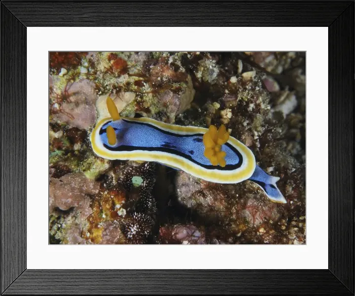 Framed Print : Bright nudibranch with yellow and black stripes Framed Print : Bright nudibranch with yellow and black stripes