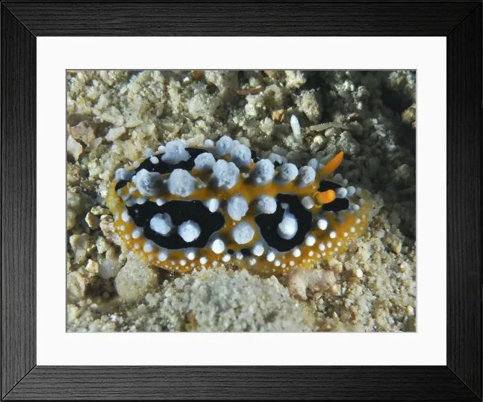 Framed Print : Black-orange sea snail with white bumps Framed Print : Black-orange sea snail with white bumps