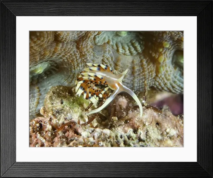 Framed Print : Colourful, spotted sea snail with long appendages Framed Print : Colourful, spotted sea snail with long appendages
