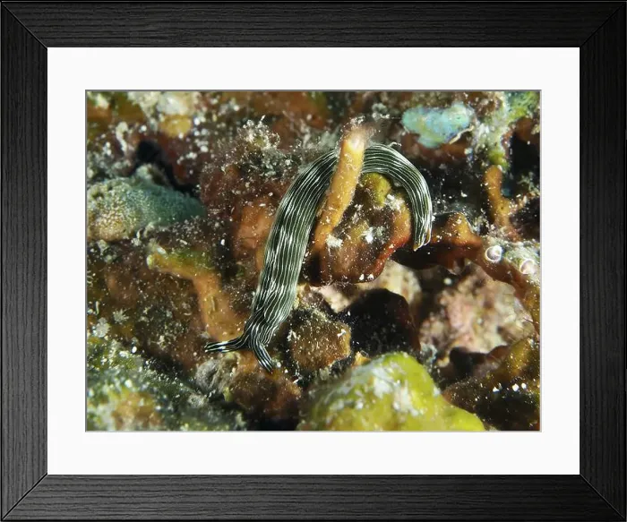 Framed Print : Elongated snail with thin stripes Framed Print : Elongated snail with thin stripes