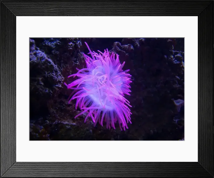 Framed Print : Closeup up a colorful sea anemone wide photo Framed Print : Closeup up a colorful sea anemone wide photo