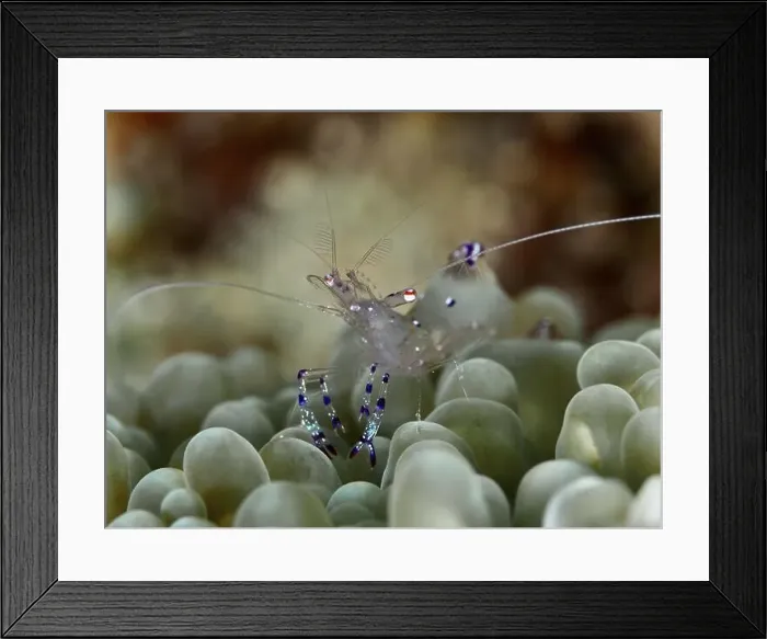 Framed Print : Crystal clear shrimp, Saravati anemone partner shrimp (Ancylomenes sarasvati) Framed Print : Crystal clear shrimp, Saravati anemone partner shrimp (Ancylomenes sarasvati)