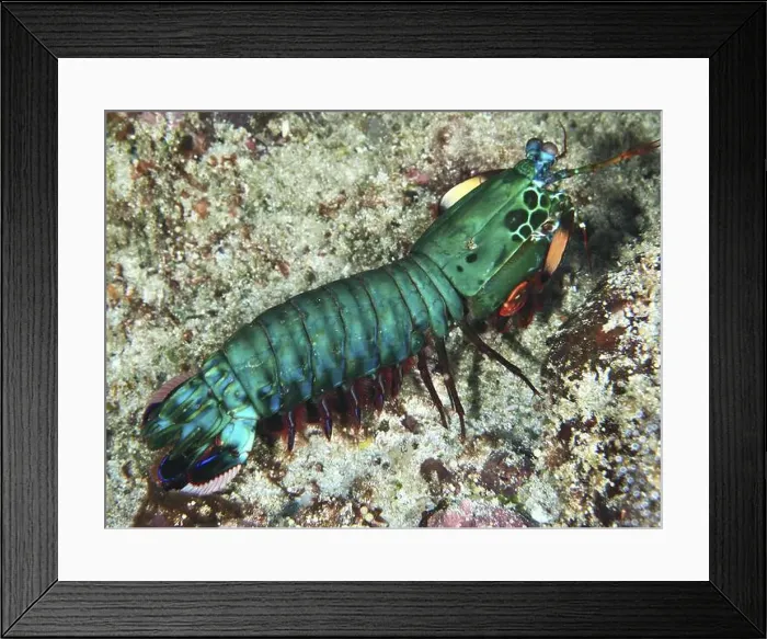 Framed Print : Green clown mantis shrimp (Odontodactylus scyllarus) on a sandy seabed Framed Print : Green clown mantis shrimp (Odontodactylus scyllarus) on a sandy seabed