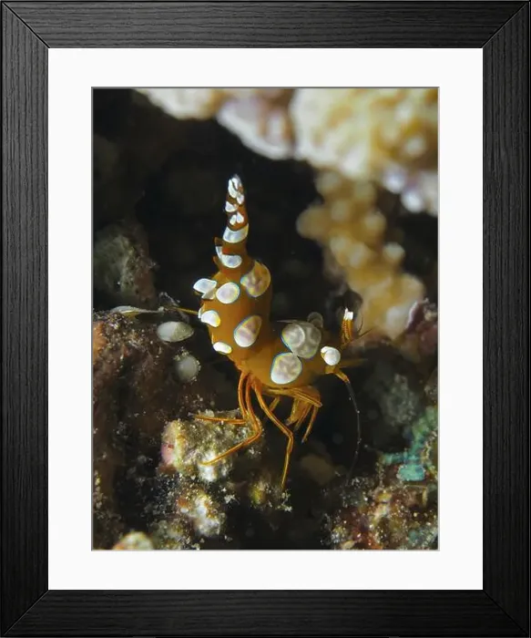 Framed Print : Spotted shrimp, hollowback shrimp (Thor amboinensis) Framed Print : Spotted shrimp, hollowback shrimp (Thor amboinensis)