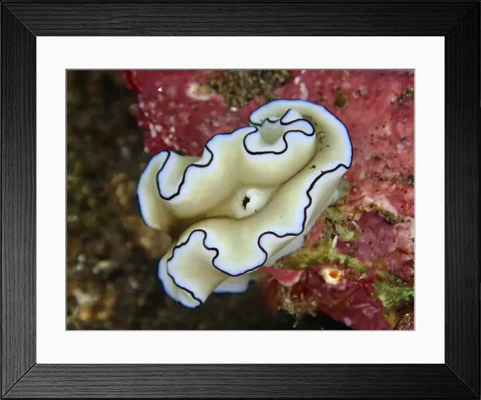 Framed Print : White nudibranch with blue fringed edges Framed Print : White nudibranch with blue fringed edges