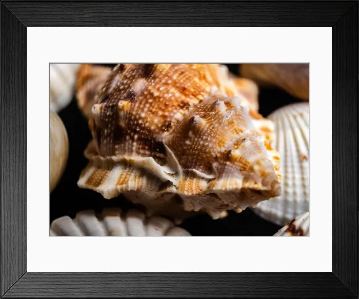 Framed Print : Close-up of a detailed seashell with marine colors on a sandy background Framed Print : Close-up of a detailed seashell with marine colors on a sandy background
