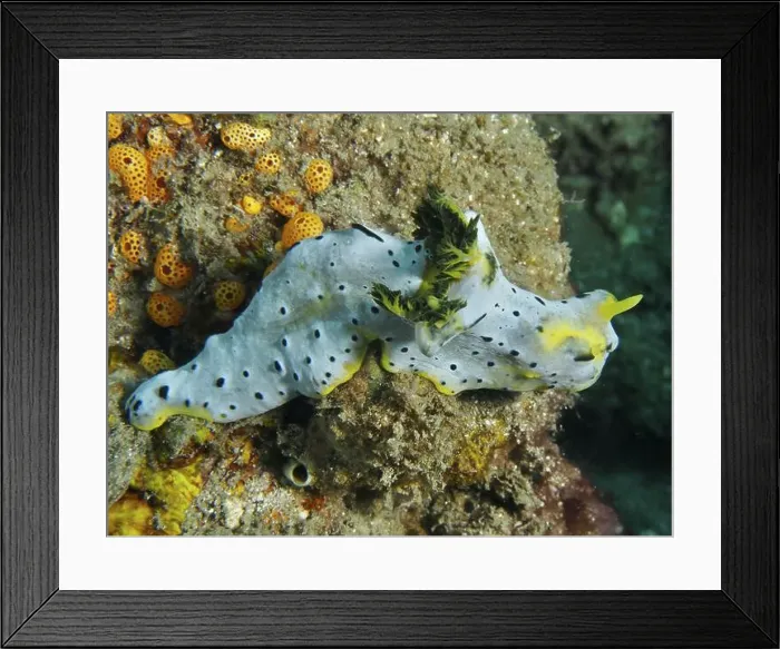 Framed Print : Snail with dotted pattern and yellow accents Framed Print : Snail with dotted pattern and yellow accents