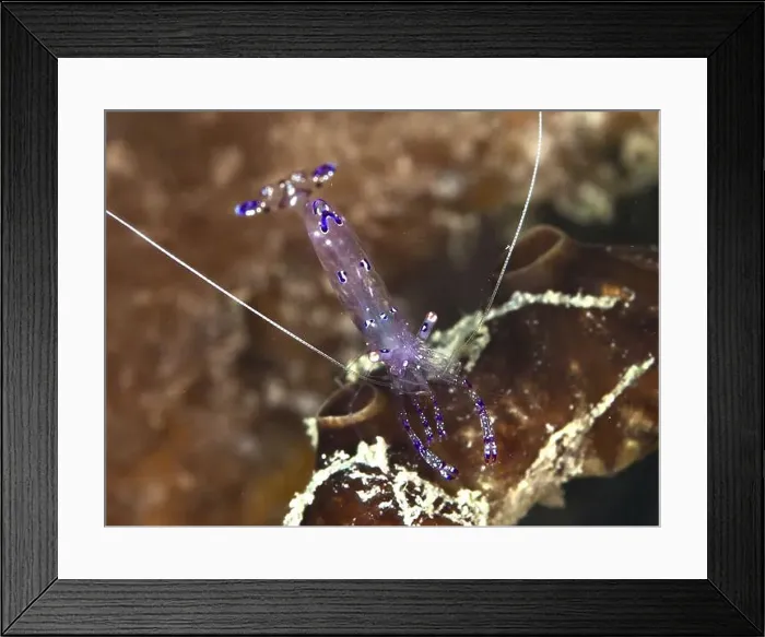 Framed Print : A purple shrimp, Saravati anemone partner shrimp (Ancylomenes sarasvati) Framed Print : A purple shrimp, Saravati anemone partner shrimp (Ancylomenes sarasvati)