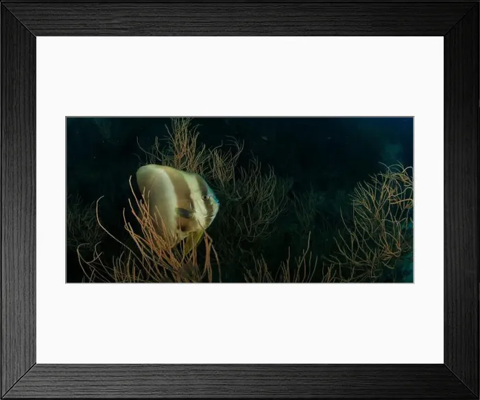 Framed Print : A batfish moves over the soft coral reef in the Indian Ocean Framed Print : A batfish moves over the soft coral reef in the Indian Ocean