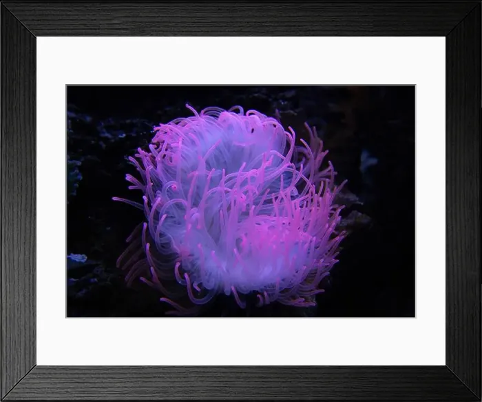 Framed Print : Anemones, sea anemones in the sea. Gorizontal Photo Framed Print : Anemones, sea anemones in the sea. Gorizontal Photo