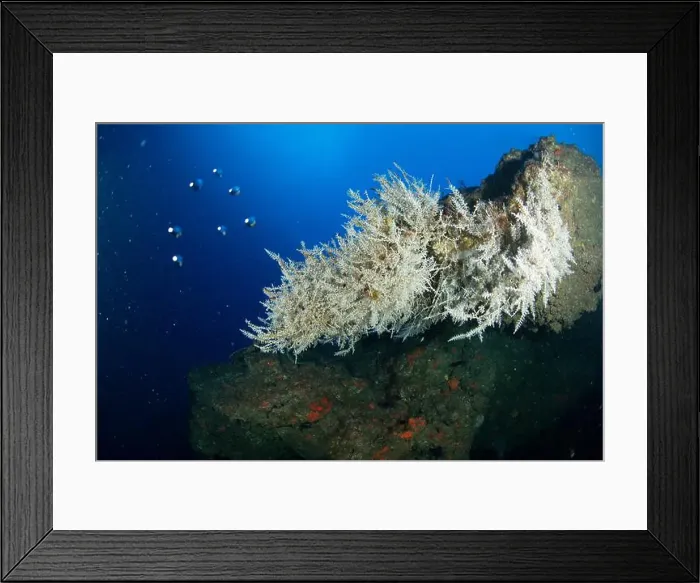 Framed Print : White soft coral peeking over the reef wall with bubbles next to it Framed Print : White soft coral peeking over the reef wall with bubbles next to it