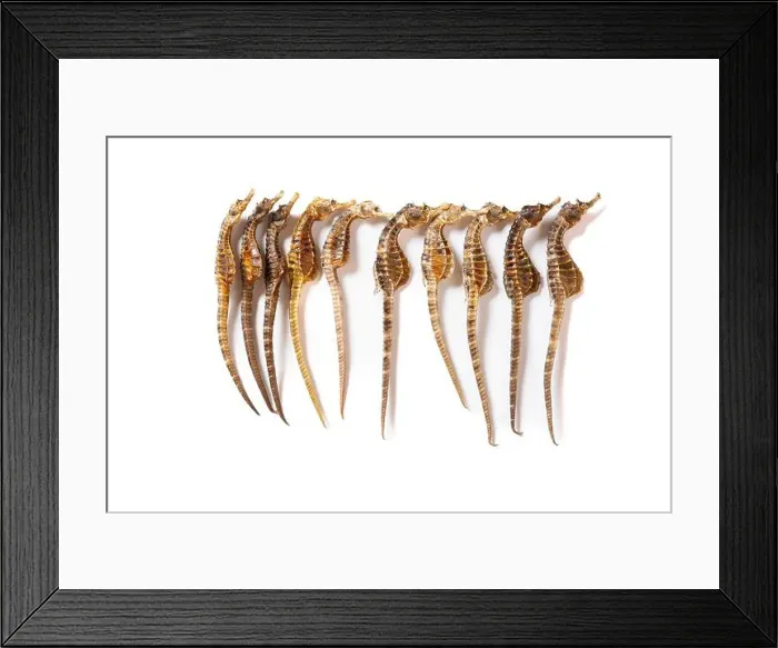 Framed Print : top view dry seahorse or hippocampus rotating on white horizontal composition Framed Print : top view dry seahorse or hippocampus rotating on white horizontal composition