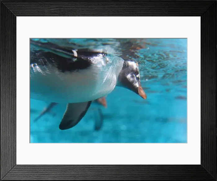 Framed Print : Grace in Motion: Close-Up of Penguin Swimming Underwater Framed Print : Grace in Motion: Close-Up of Penguin Swimming Underwater