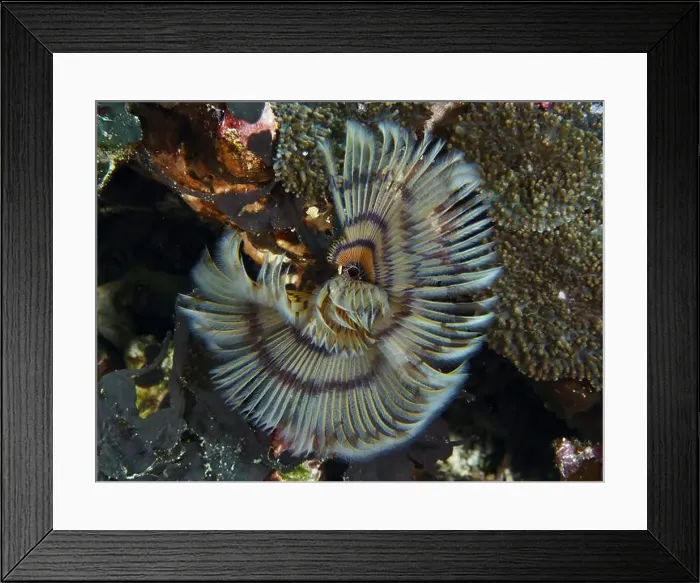 Framed Print : Worm with radial pattern, tube worm (Sabellastarte) Framed Print : Worm with radial pattern, tube worm (Sabellastarte)