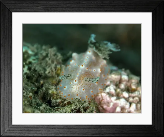 Framed Print : Close-up of nudibranch with orange dots Framed Print : Close-up of nudibranch with orange dots