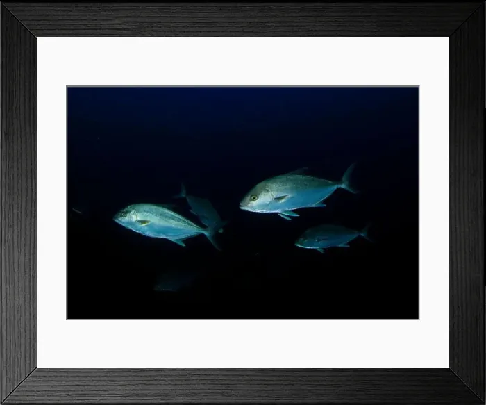 Framed Print : Several tuna move swiftly at nightfall to hunt Framed Print : Several tuna move swiftly at nightfall to hunt