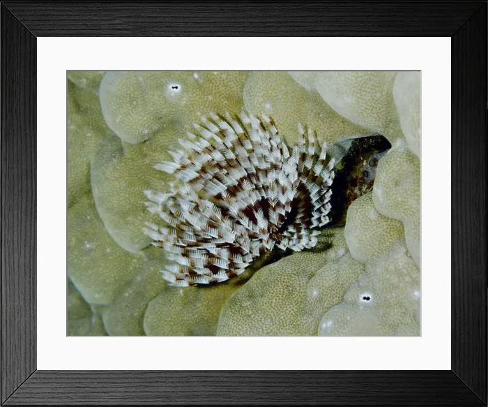 Framed Print : Brown and white patterned marine animal Framed Print : Brown and white patterned marine animal
