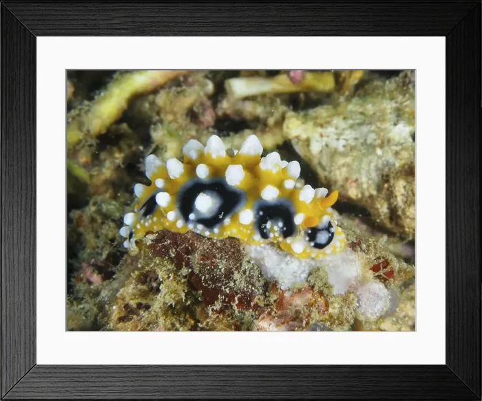 Framed Print : Small orange nudibranch with black spots Framed Print : Small orange nudibranch with black spots