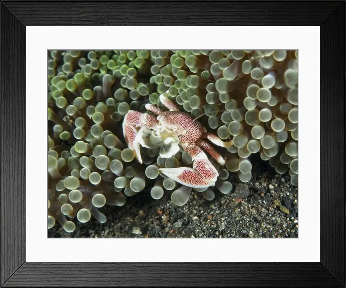 Framed Print : A red-spotted spotted porcelain crab (Neopetrolisthes maculatus) in a green sea anemone in an underwater ambience Framed Print : A red-spotted spotted porcelain crab (Neopetrolisthes maculatus) in a green sea anemone in an underwater ambience