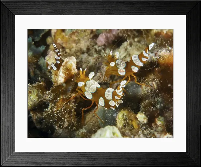 Framed Print : Two dotted orange and white shrimps Framed Print : Two dotted orange and white shrimps